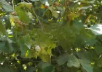  Qəbələ  şəhərində torpaq satılır