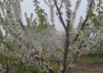  Quba  şəhərində torpaq satılır