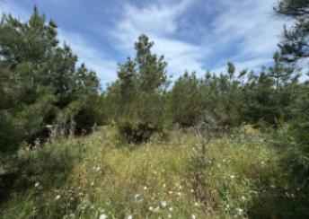 Şüvəlan qəsəbəsində torpaq satılır