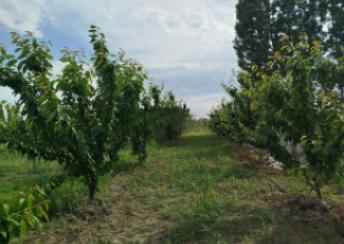  Ağdaş şəhərində torpaq satılır