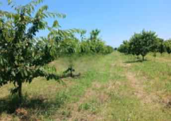  Şabran şəhərində torpaq satılır
