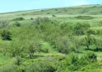  Şamaxı şəhərində torpaq satılır