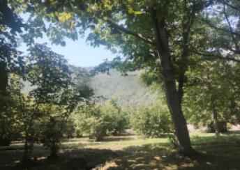  Zaqatala şəhərində torpaq satılır