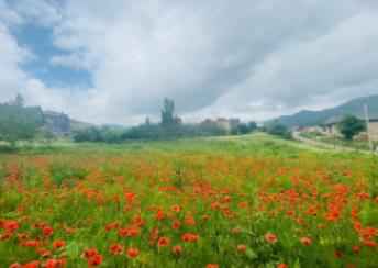  Qusar şəhərində torpaq kirayə verilir