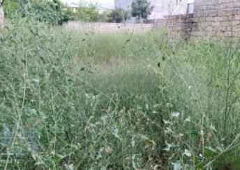  Savalan qəsəbəsində torpaq satılır