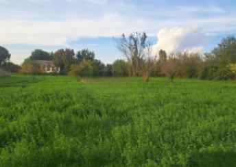  Sabirabad şəhərində torpaq satılır