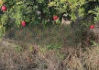  Zirə qəsəbəsində torpaq satılır