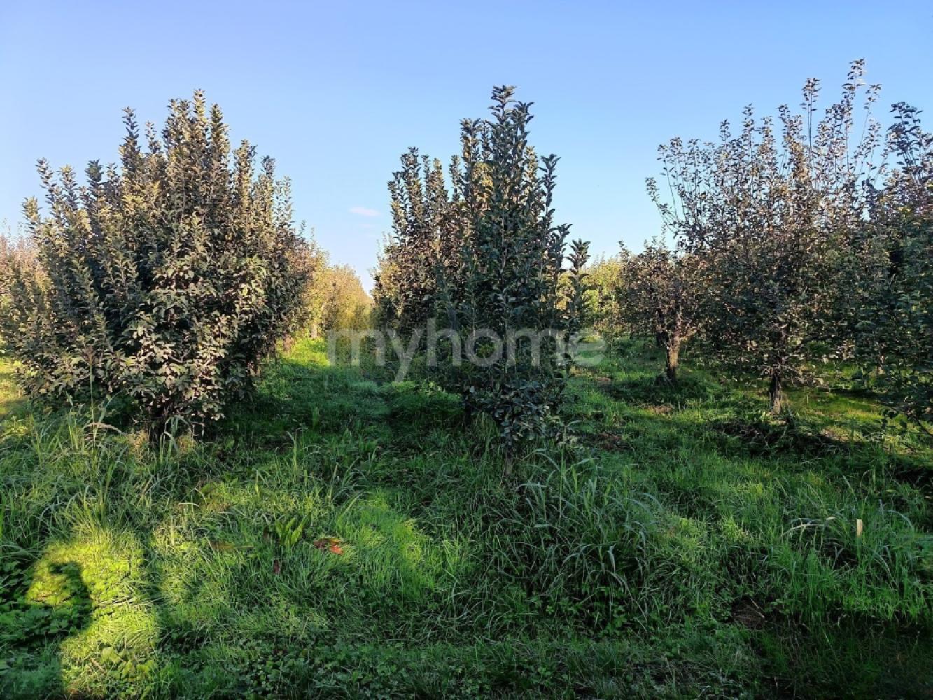 Bakı şəhəri torpaq satılır